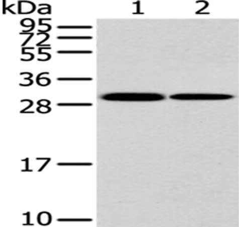 HNRNPC Antibody