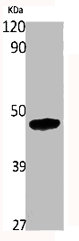 HNRNPF Antibody