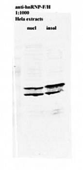hnRNP F+H Monoclonal Antibody