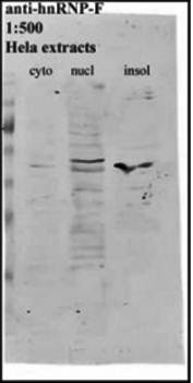 hnRNP F Monoclonal Antibody