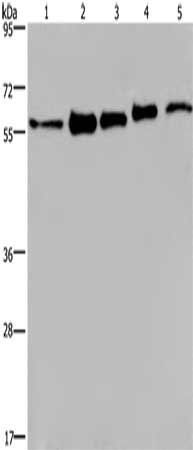 HNRNPL Antibody