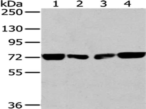 HNRNPM Antibody