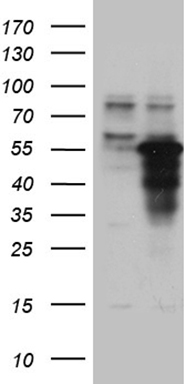 HNRPH1 Antibody