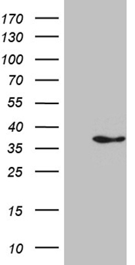 HNRPH1 Antibody