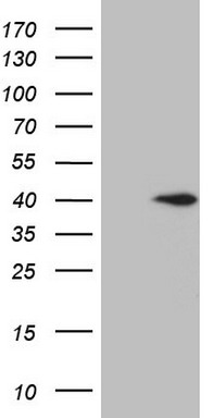 HOMER2 Antibody