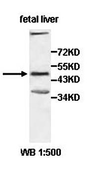 HOMER2 Rabbit Polyclonal Antibody