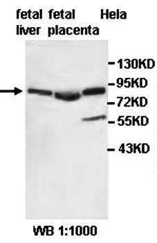 HOOK2 Rabbit Polyclonal Antibody