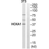 HOXA1 Antibody