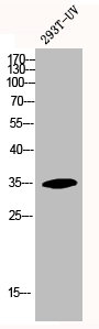 HOXA11/HOXD11 Antibody