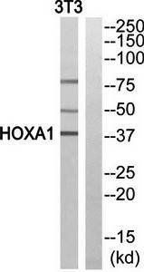 HOXA1 Antibody