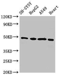 HOXA5 Antibody