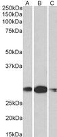 HOXA5 (aa83-92) Antibody