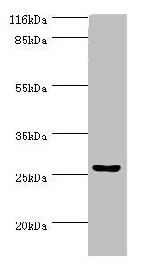 HOXA6 Antibody