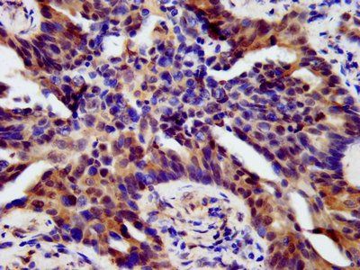 HOXB4 Antibody