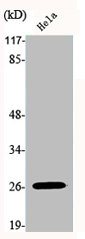 HOXB9 Antibody