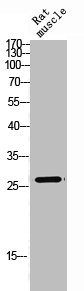 HOXC6 Antibody