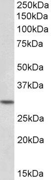 HOXC8 Antibody