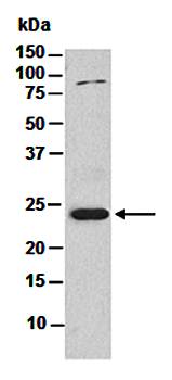 HP1a (M) Antibody, Rabbit Polyclonal