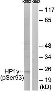 HP1γ (Phospho-Ser93) Antibody
