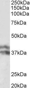 HP beta chain Antibody