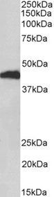 HP beta chain Antibody