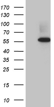 HPCAL4 Antibody