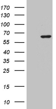 HPCAL4 Antibody