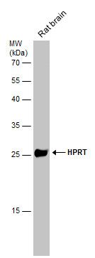 hypoxanthine phosphoribosyltransferase 1 Antibody