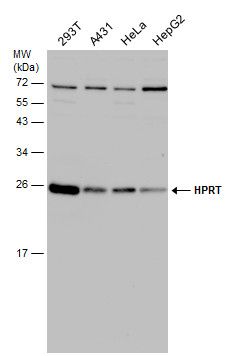 hypoxanthine phosphoribosyltransferase 1 Antibody