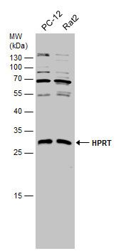 hypoxanthine phosphoribosyltransferase 1 Antibody