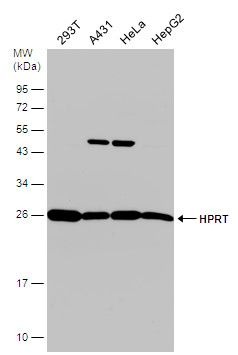 hypoxanthine phosphoribosyltransferase 1 Antibody