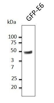 HPV11 E6 Antibody