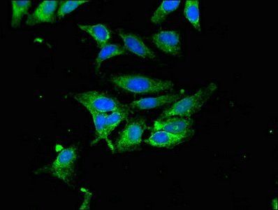HPX Antibody