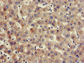 HPX Antibody