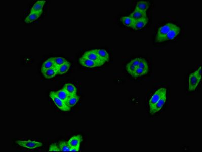 HRAS Antibody