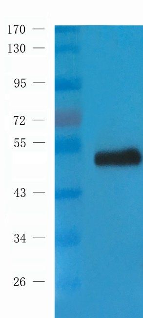 HRH4 Rabbit Polyclonal Antibody