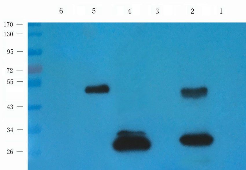 HRH4 Rabbit Polyclonal Antibody