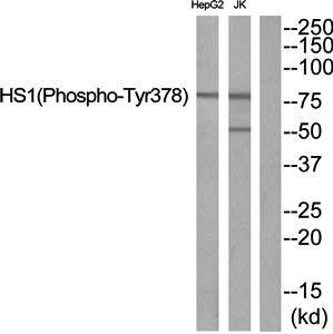 HS1 (Phospho-Tyr378) Antibody