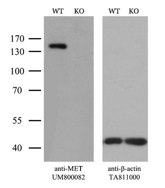 HS1BP3 Antibody