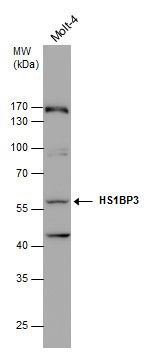 HS1BP3 antibody [C2C3], C-term