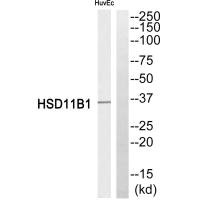 HSD11B1 Antibody