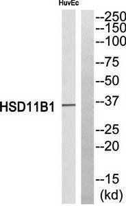 HSD11B1 Antibody