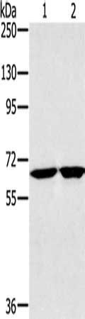 HSD17B4 Antibody