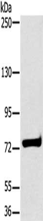 HSD17B4 Antibody