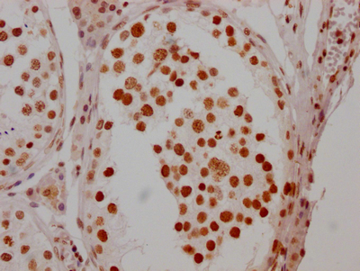 HSF1 Antibody