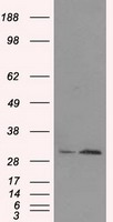 HSP27 Antibody