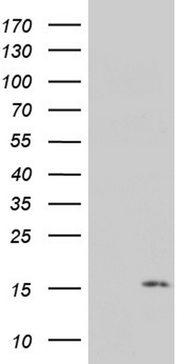 Hsp60 Antibody