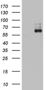 Hsp60 Antibody