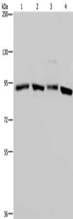 HSP90AA1 Antibody