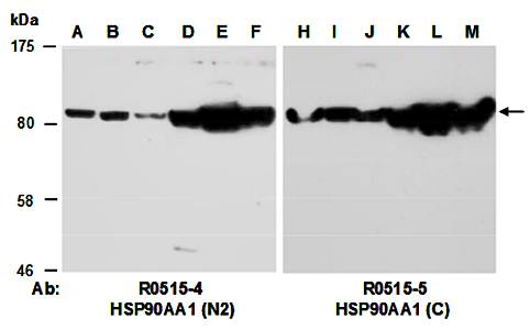 HSP90AA1 (C) Antibody, Rabbit Polyclonal